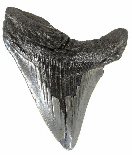 Juvenile Megalodon Tooth - South Carolina #54136